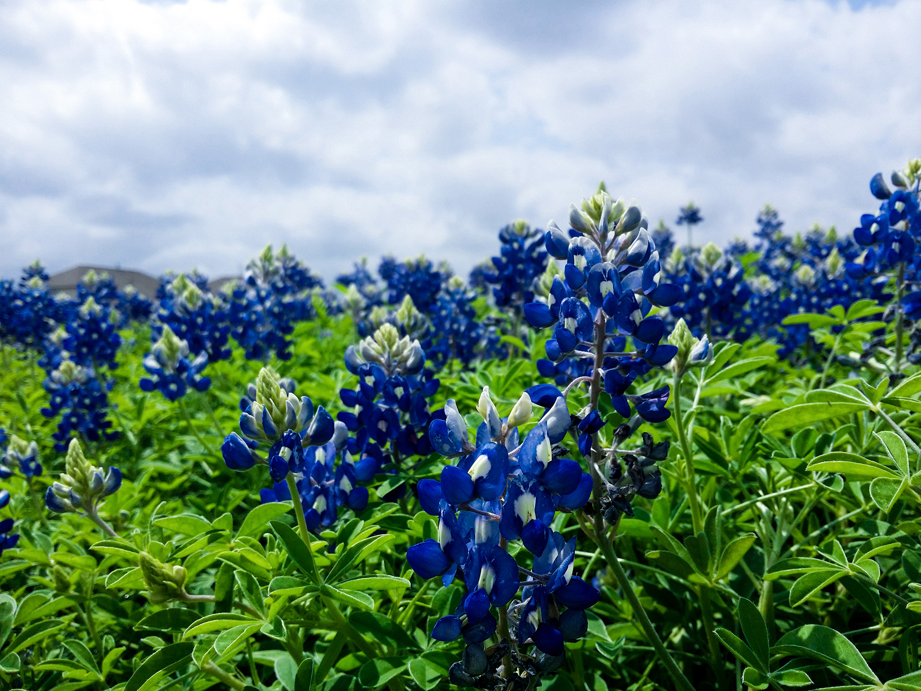 bluebonnets-background
